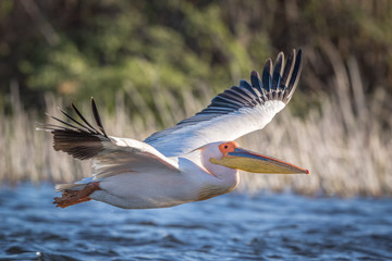 White Pelican in flight