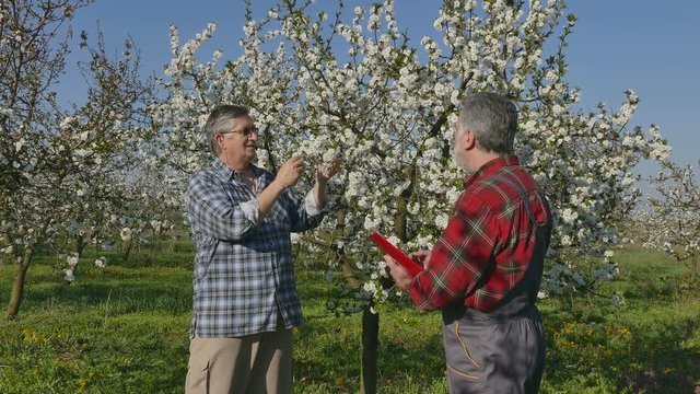 Agronomist and farmer examining blooming cherry trees in orchard, and writing