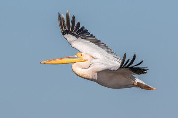 White Pelican in flight