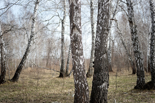 Fototapeta birch forest