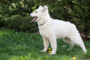 White Swiss Shepherd Dog looking