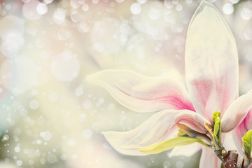 Close up of magnolia flower at pastel background with bokeh. Springtime nature background, floral...