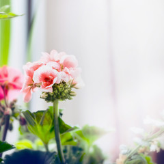 Obraz na płótnie Canvas Pale pink geranium flowers, close up