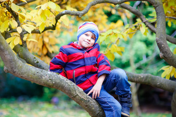 Naklejka na ściany i meble little kid boy in colorful clothes enjoying climbing on tree on autumn day