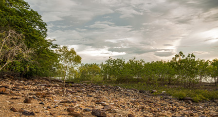 Mangroves