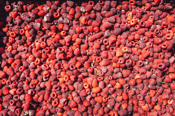 farm growing raspberries. harvest ripe raspberries picked in boxes and ready for further processing