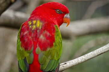 chattering lory