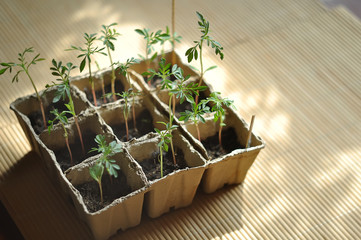 Seedlings in the ground