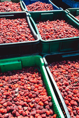 farm growing raspberries. harvest ripe raspberries picked in boxes and ready for further processing