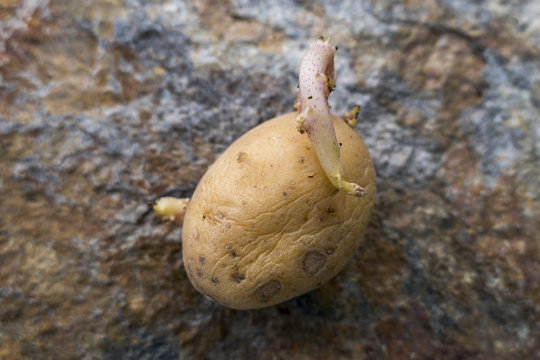 Sprouting potato (Solanum tuberosum)