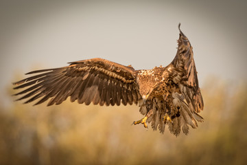 White-tailed Sea-eagle