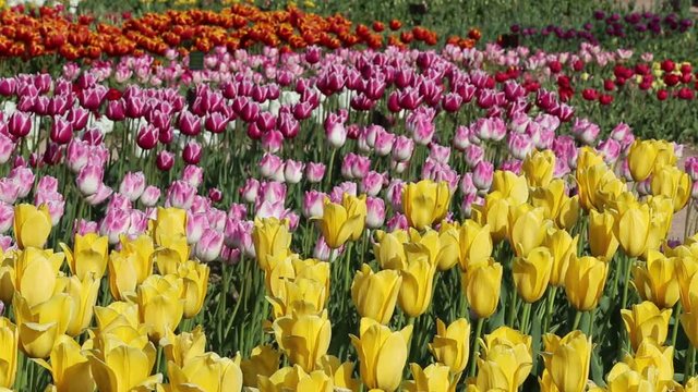 Spring backdrop of Tulip field. Multi coloured tulips on nature background. Colorful blooming field in april.