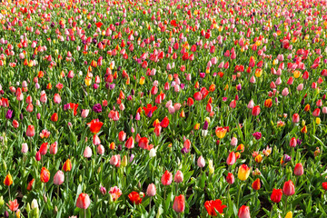 Field of mixed color tulips at Keukenhof park