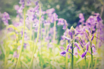 Obraz premium Bluebells growing on an english woodland floor