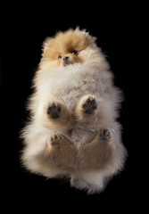 Pomeranian below