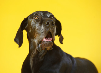 german dogo portrait