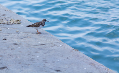 Little bird on the edge of a pier