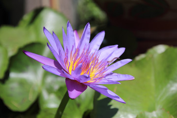 Lotus in the pond.lotus flowers in the pond is in full bloom.