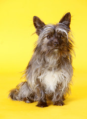 Naklejka premium Yorkshire Terrier dog