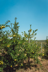 young apple trees, branch of ripe apples