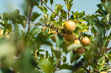 young apple trees, branch of ripe apples