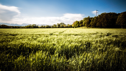 Fototapeta premium Fields of Italy in a spring day