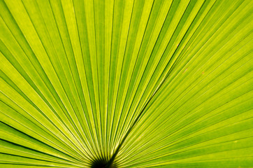 Fototapeta premium Close up Green Palm leaves with Lines Texture.