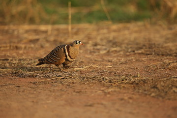 beautiful indian birds in the nature habitat, indian wildlife, wild india and pearl of the sky