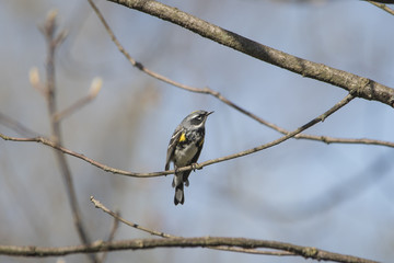 Yellow Rumped Warbler perched