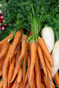 Bunches of fresh spring carrots with green top