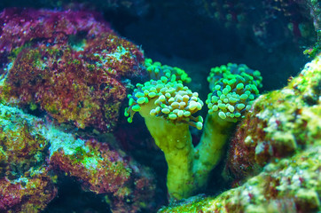 Naklejka na ściany i meble Colorful underwater tropical freshwater aquarium flora
