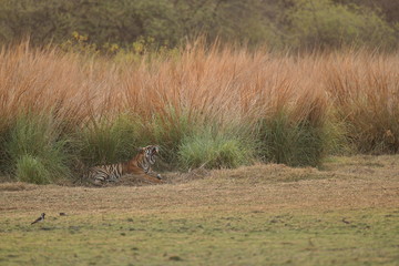 Wild royal bengal tiger in nature habitat of Ranthambhore National Park in India