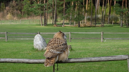wildgehege johannismühle  baruth brandenburg