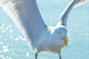 Möwe will gerade starten