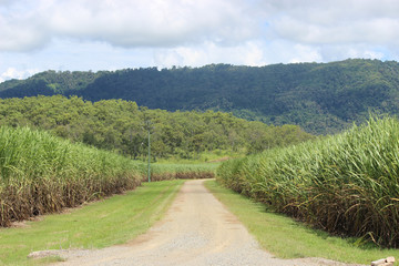 Cane fields with dirt track and hills