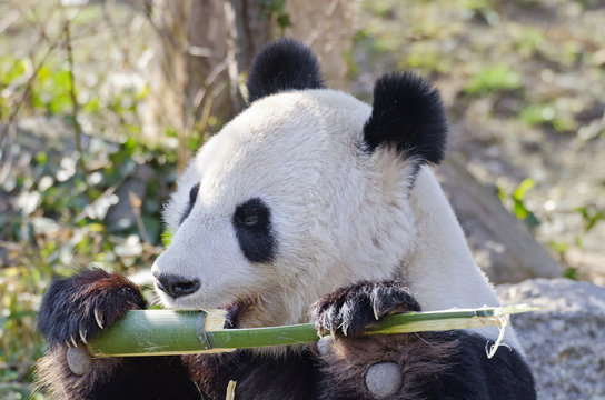 giant Panda eating