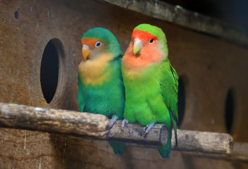 love colorful parrots