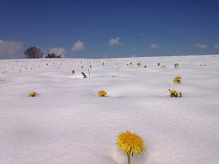 Winterende