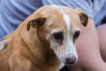 Portrait of aged dog. Concept animal care.