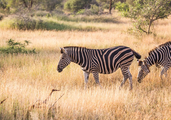 Plains Zebra at the Kruger National Park, South Africa