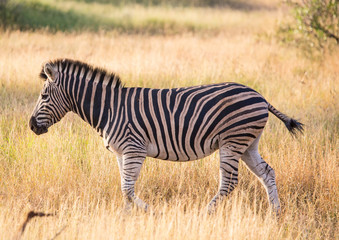 Fototapeta na wymiar Plains Zebra at the Kruger National Park, South Africa