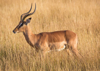 Naklejka na ściany i meble Impala male at the Kruger National Park, South Africa