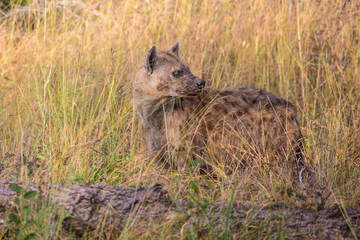 Spotted Hyena at the Kruger National Park, South Africa