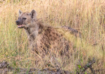 Spotted Hyena at the Kruger National Park, South Africa