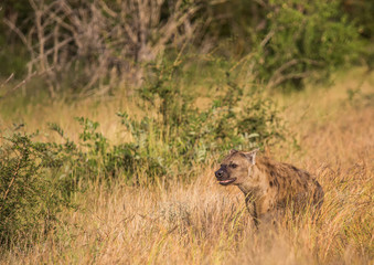 Spotted Hyena at the Kruger National Park, South Africa