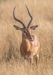 Impala male at the Kruger National Park, South Africa