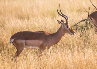 Impala male at the Kruger National Park, South Africa