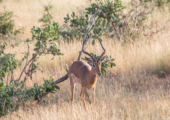 Impala male at the Kruger National Park, South Africa