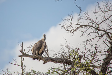 White-backed Vulture at the Kruger National Park, South Africa