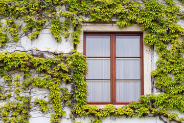 Fototapeta na wymiar Old wooden window overgrown with ivy in fall colors.